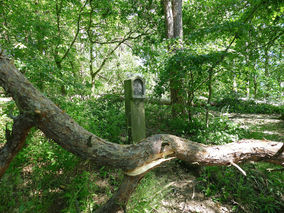 Rodung am Weingarten (Foto: Karl-Franz Thiede)